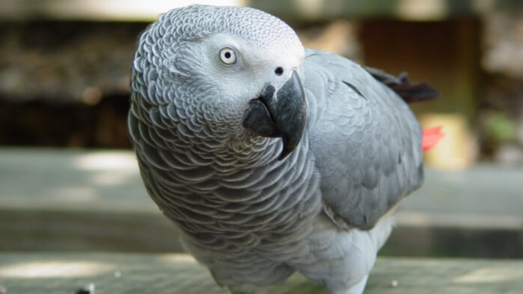 Einstein, el célebre loro del Zoo Knoxville, destacó por su inteligencia y presencia en televisión durante más de tres décadas.