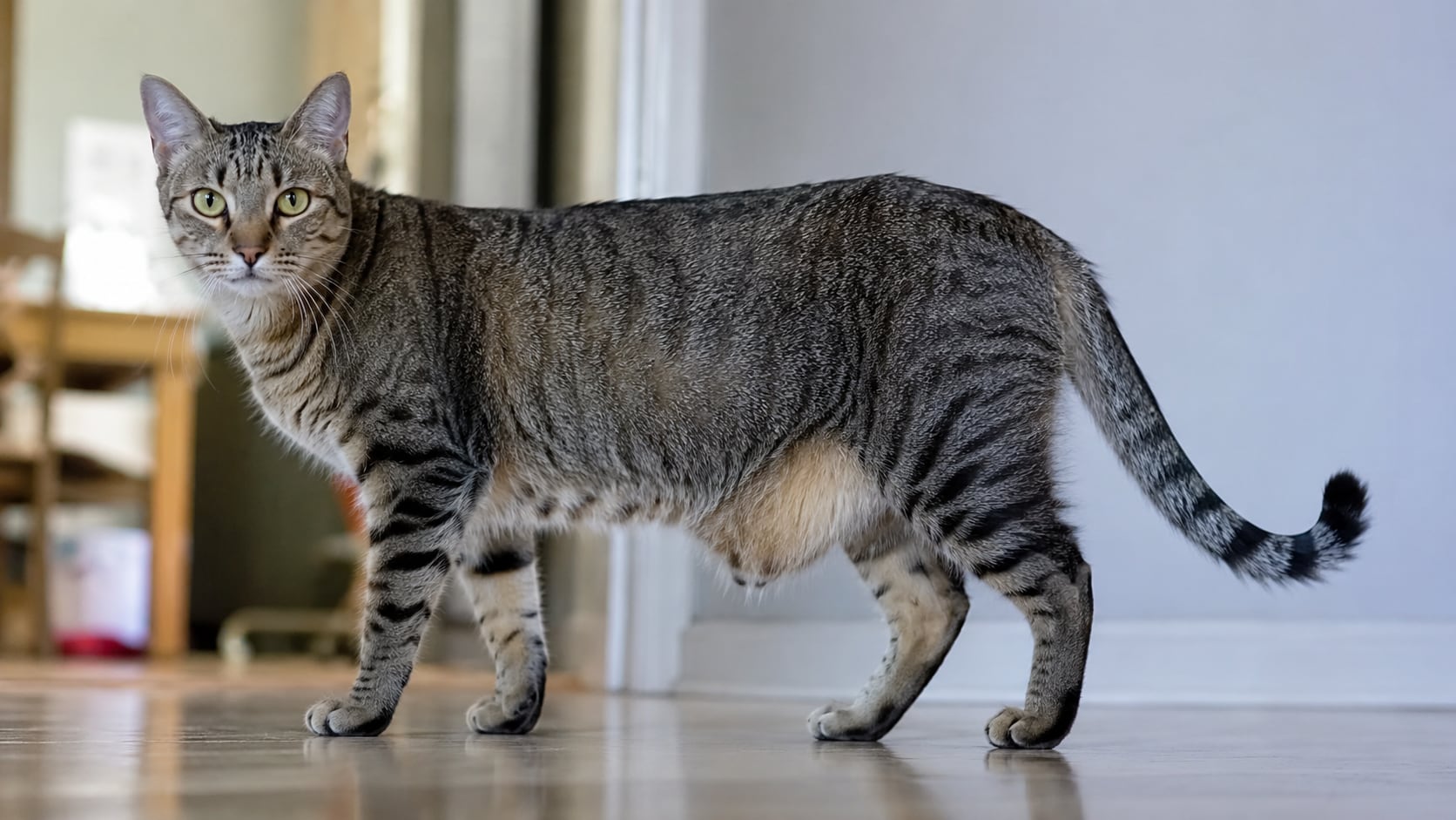 La llamada bolsa primordial es una característica natural de los gatos. Protege órganos, mejora la movilidad y no necesariamente está relacionada con el exceso de peso.