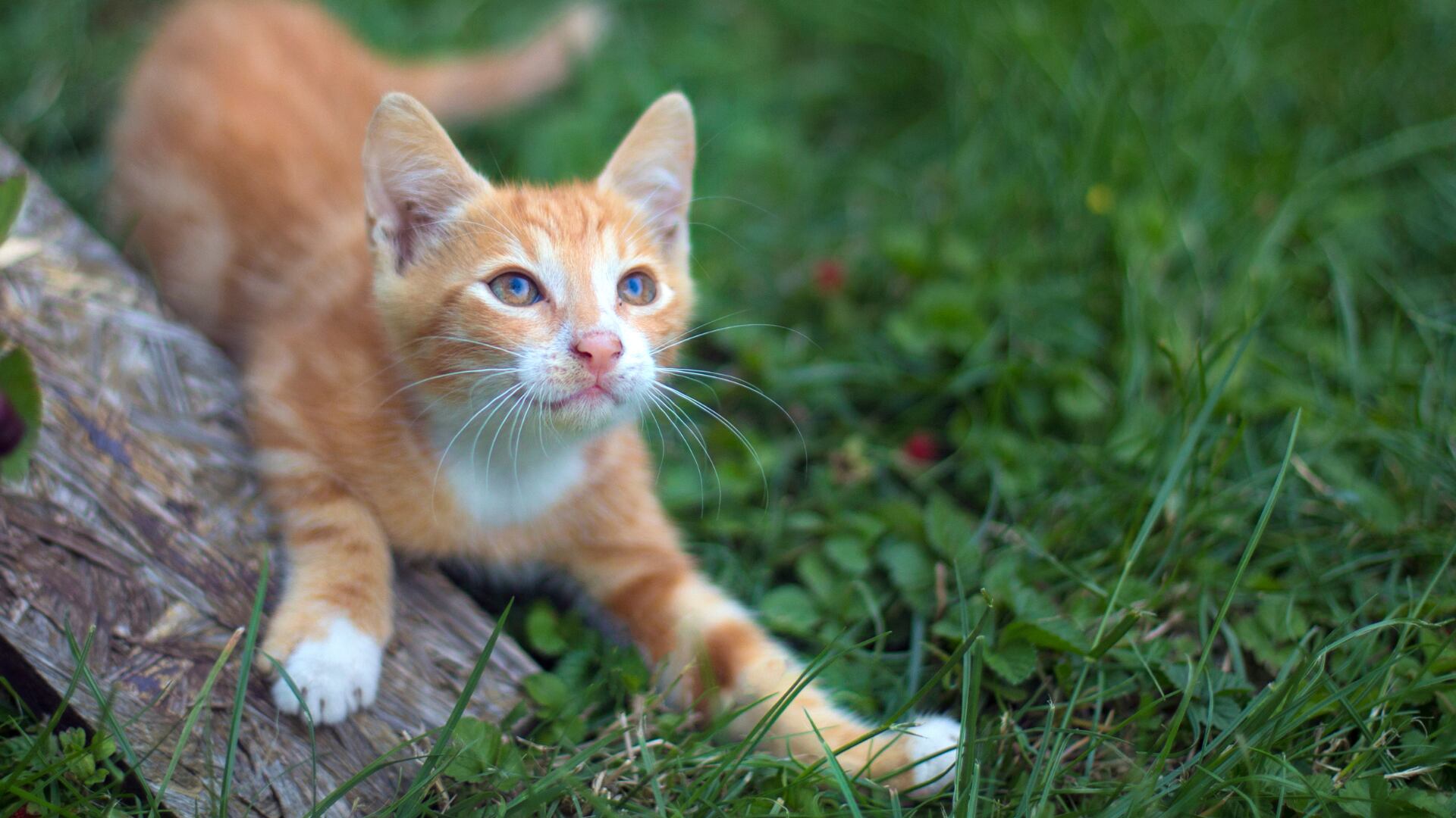 Cáscaras de naranja distribuidas sobre la tierra en un jardín como método natural para repeler gatos, aprovechando su sensibilidad al olor cítrico.