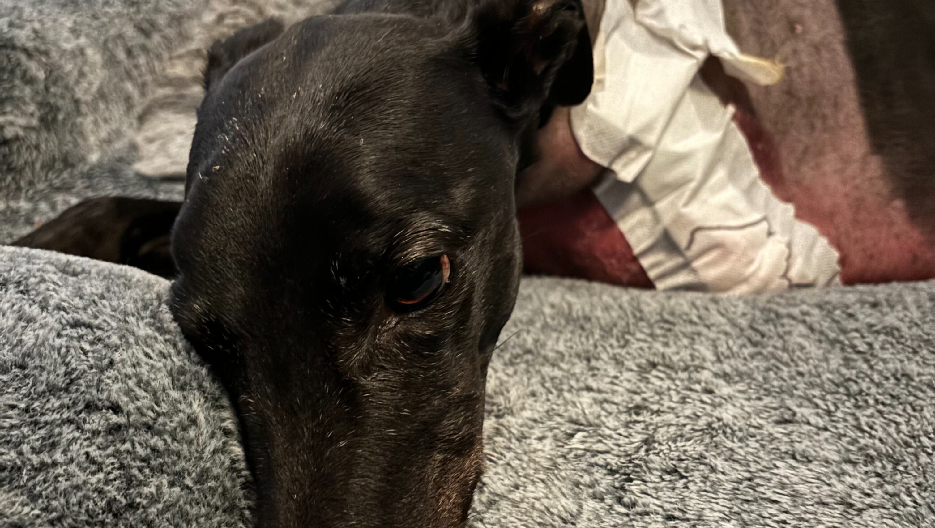 Mozart, el galgo que enfrenta el cáncer.