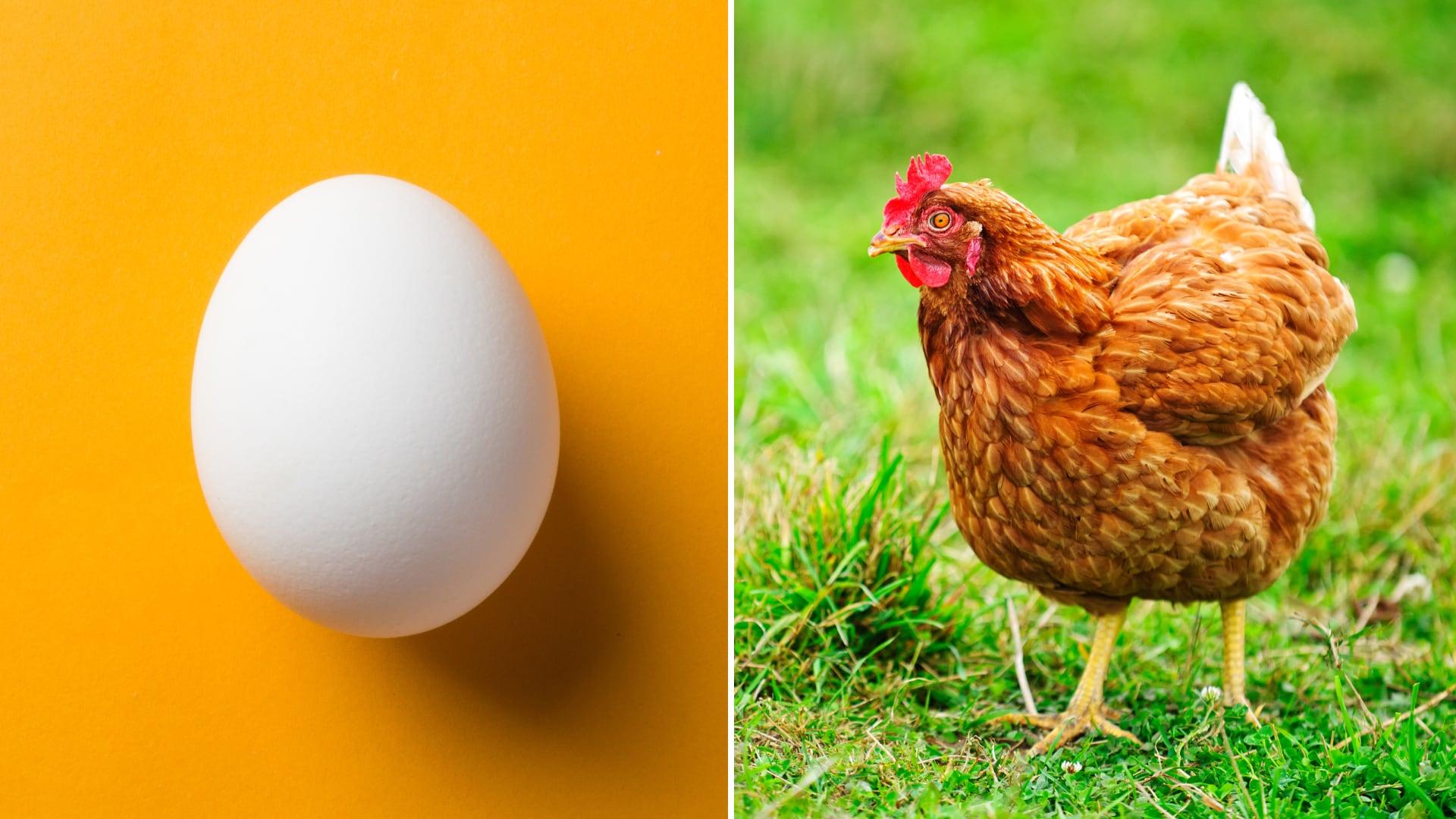 La ciencia apunta a que el huevo fue primero en la evolución, basándose en organismos de más de mil millones de años.