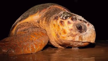 Tortuga marina monitoreada por 37 años vuelve a desovar y rompe récord en Brasil