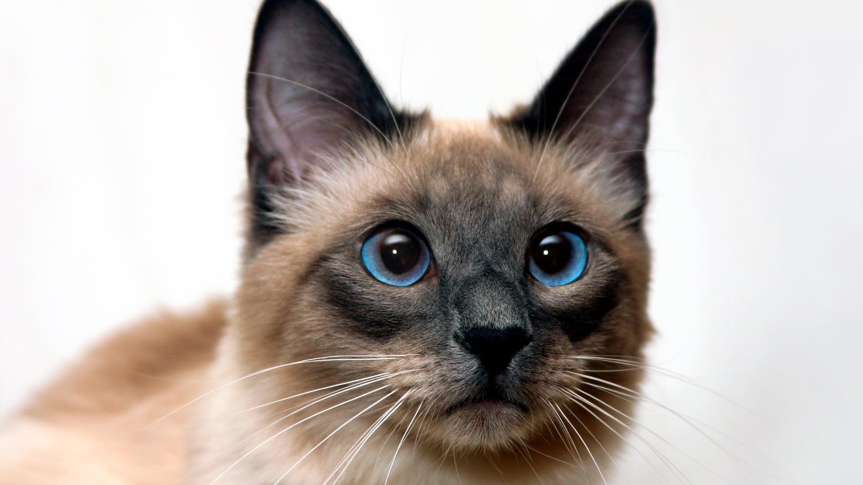 Elegante, inteligente y muy expresivo, el gato siamés combina una historia milenaria con un temperamento activo que exige atención y estimulación constante.