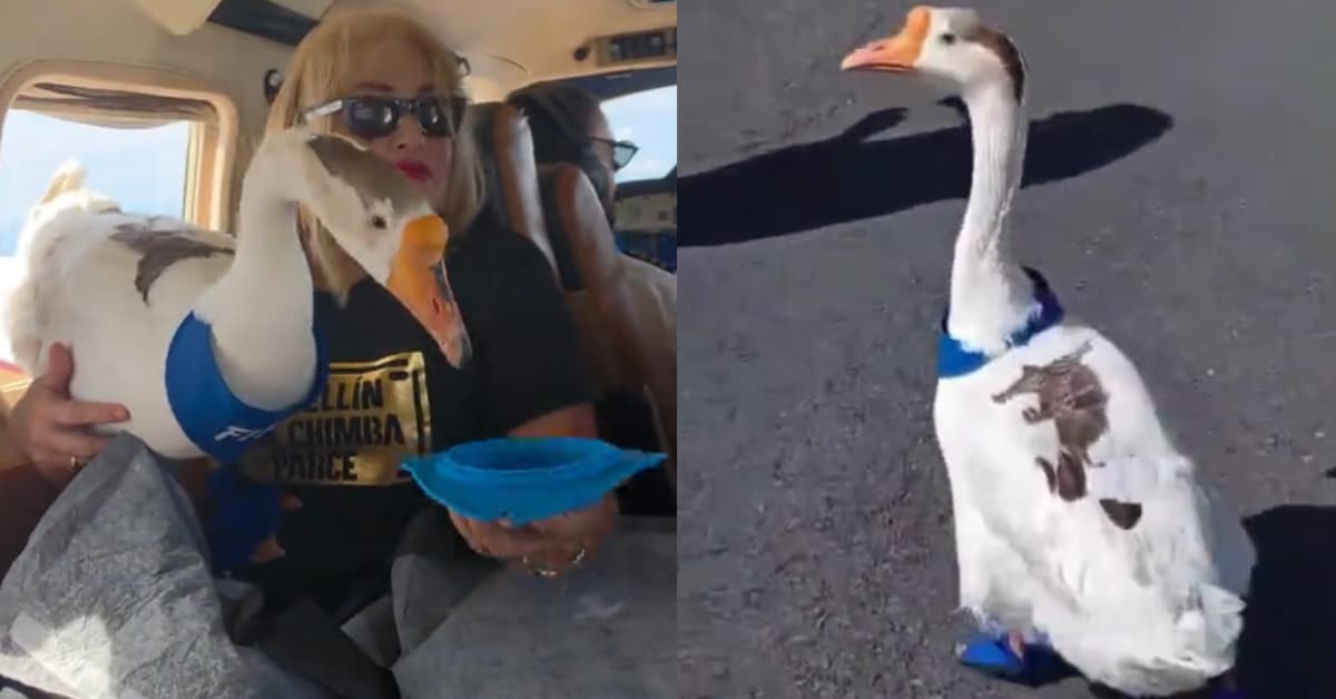 Fifi, nombre del ganso, viajó en vuelo interno en Costa Rica.