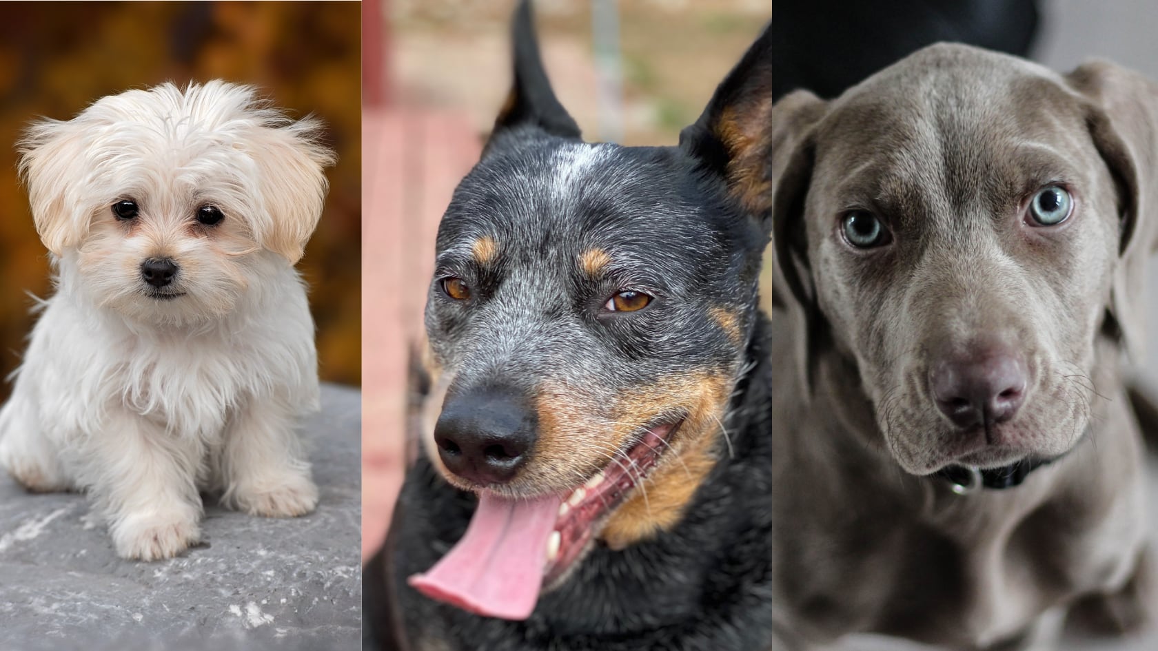 La edad en que los perros envejecen depende de su tamaño y raza. El estudio identificó señales clave y cuidados necesarios para su etapa senior.