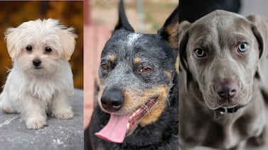 Esta es la edad en que envejece su perro según su raza y tamaño