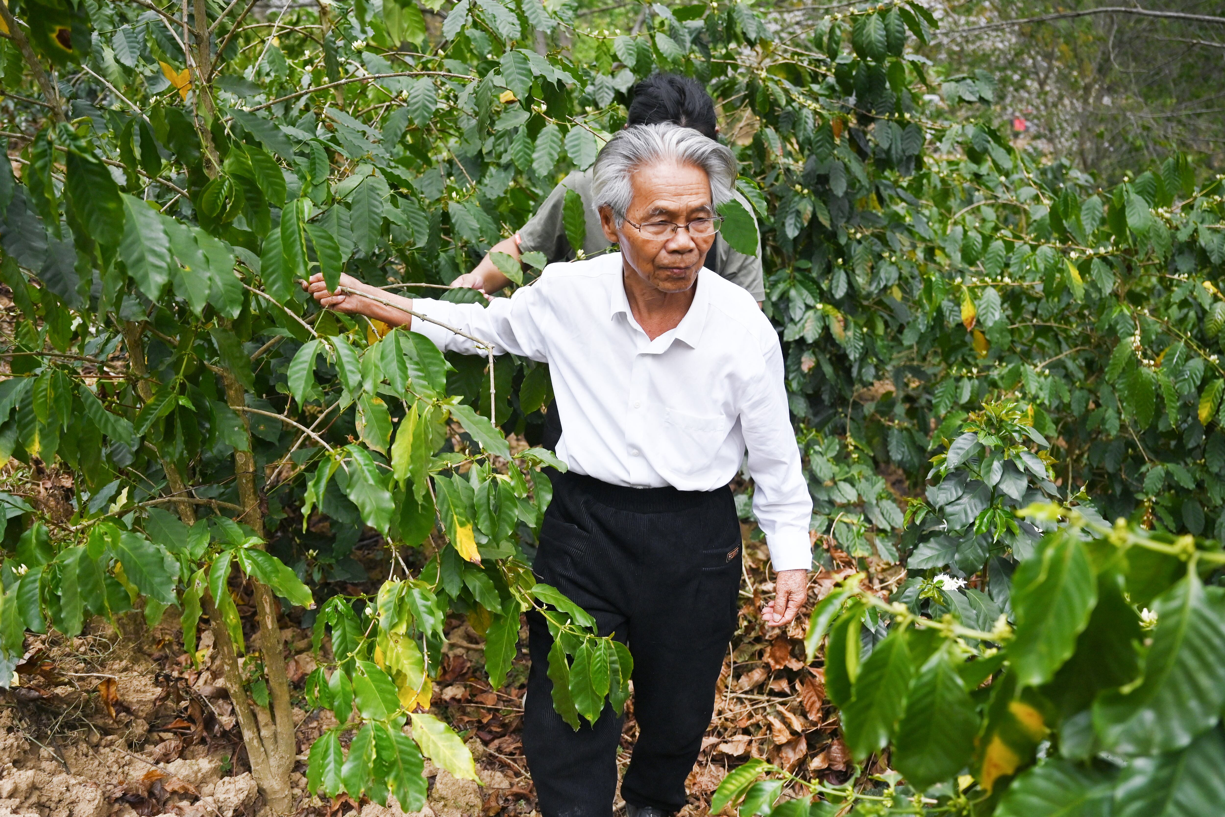La capital china del té incursiona en el café ante cambios en los gustos