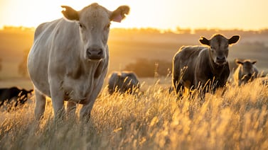 Ganadería regenerativa para luchar contra el cambio climático