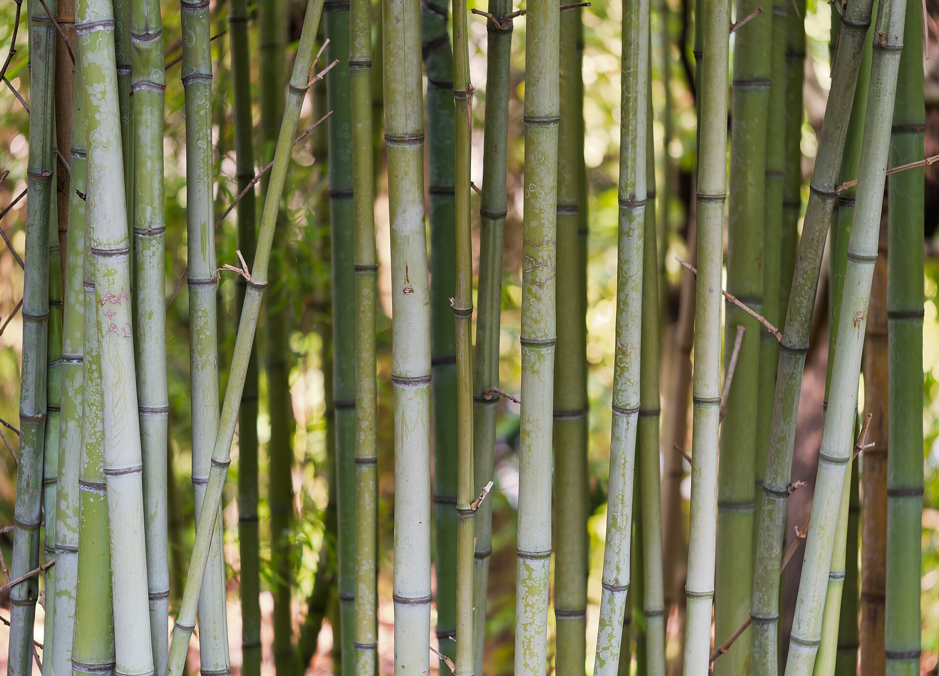 Esta planta alcanza hasta 114,5 cm por día. Su rápido crecimiento exige control de raíces y cuidados específicos.