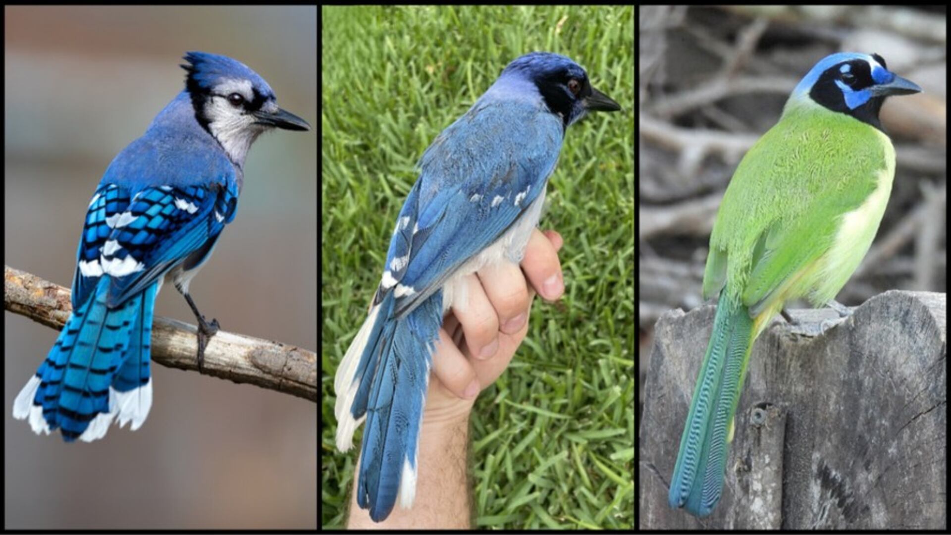 Un híbrido entre arrendajo azul y chara verde surgió por el cambio climático. Científicos lo hallaron en un jardín de Texas