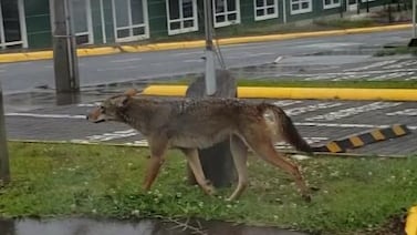 Coyote sorprende al recorrer el campus universitario de Sarapiquí