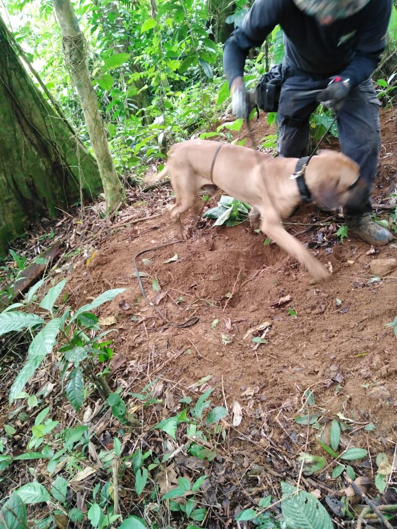 Un perro adiestrado en la búsqueda de restos humanos ayudó a la Policía a encontrar huesos dispersos en varios puntos de una zona montañosa. Foto: Reiner Montero.