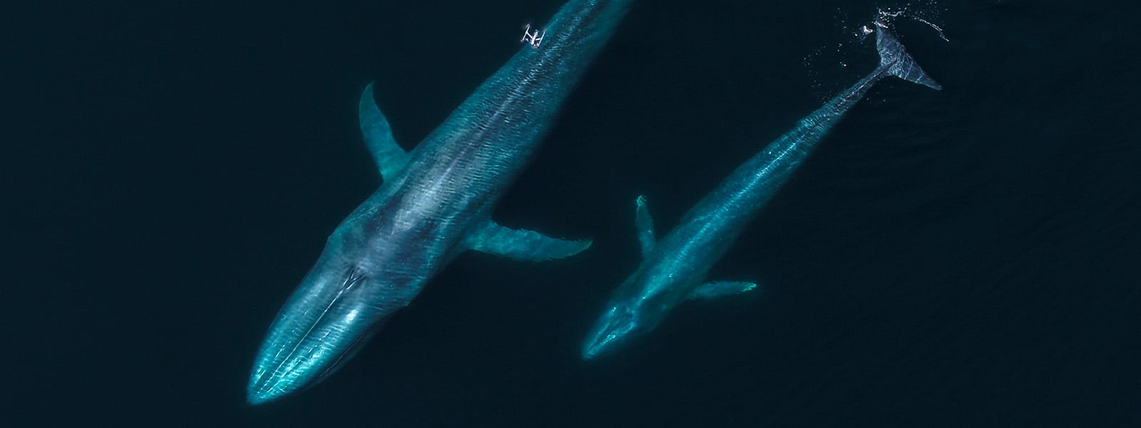 Imagen de ballenas seguidas por drones