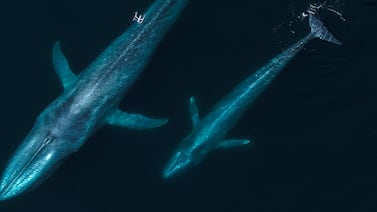 SnotBot: cómo los drones están revolucionando el estudio de las ballenas