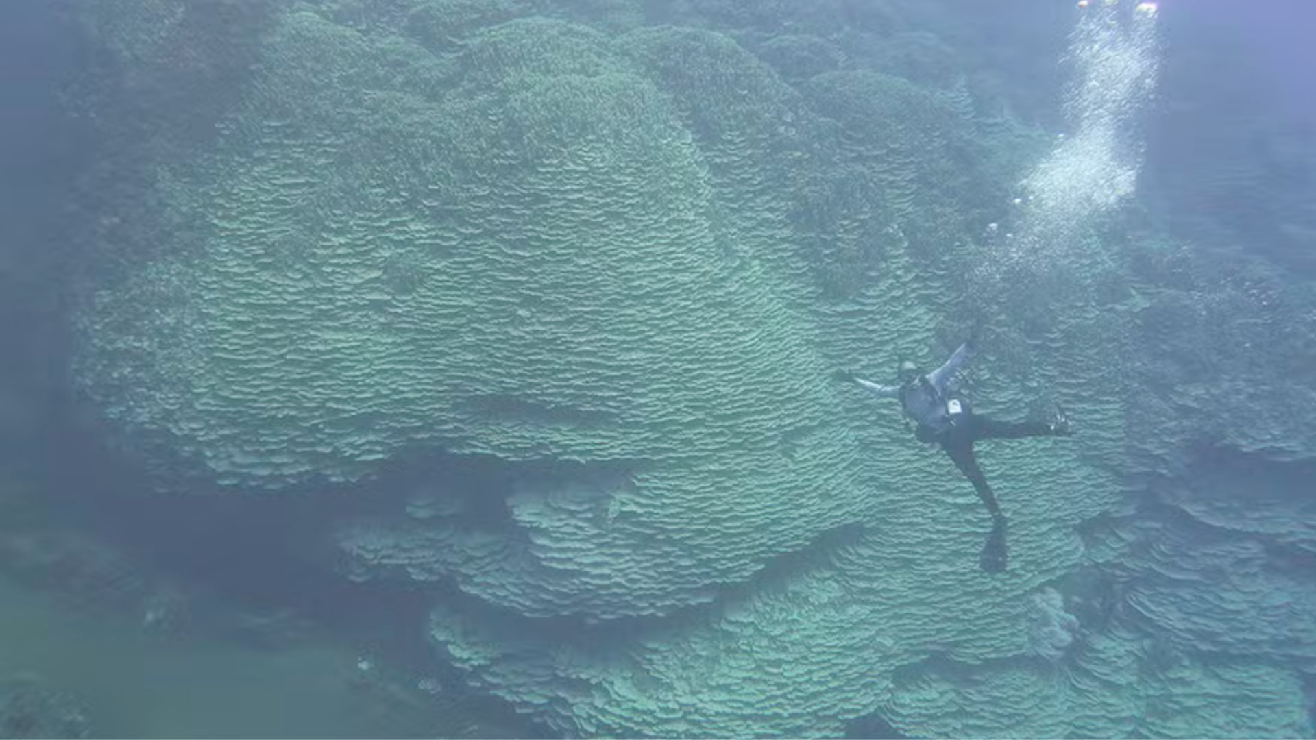 Científicos analizan un coral gigante en las Marianas que podría tener más de 2.000 años y crece en un entorno volcánico extremo.