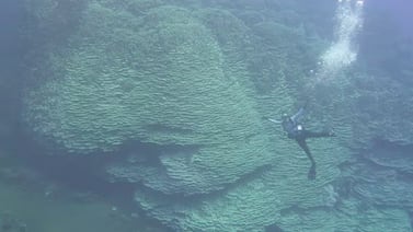 Coral gigante en caldera volcánica desconcierta a científicos por su tamaño y antigüedad