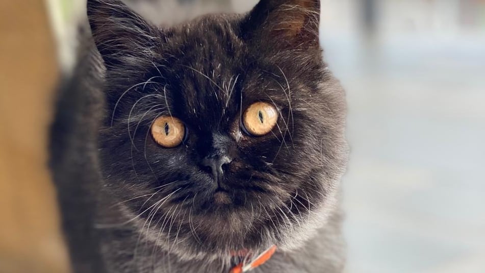 En una hogar de Patalillo de Coronado, dos gatos se han robado el corazón de toda una familia. Son Tati y Otto, los peluditos que llegaron para llenar el hogar de amor, travesuras y compañía. Su mamá humana, Yesiney Espinoza Larrea, de 30 años, asegura que estos gatitos cambiaron su vida y la de su hijo Khaleb, de 7 años.