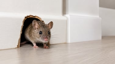Ratones en casa: las señales que no debe pasar por alto para evitar una plaga
