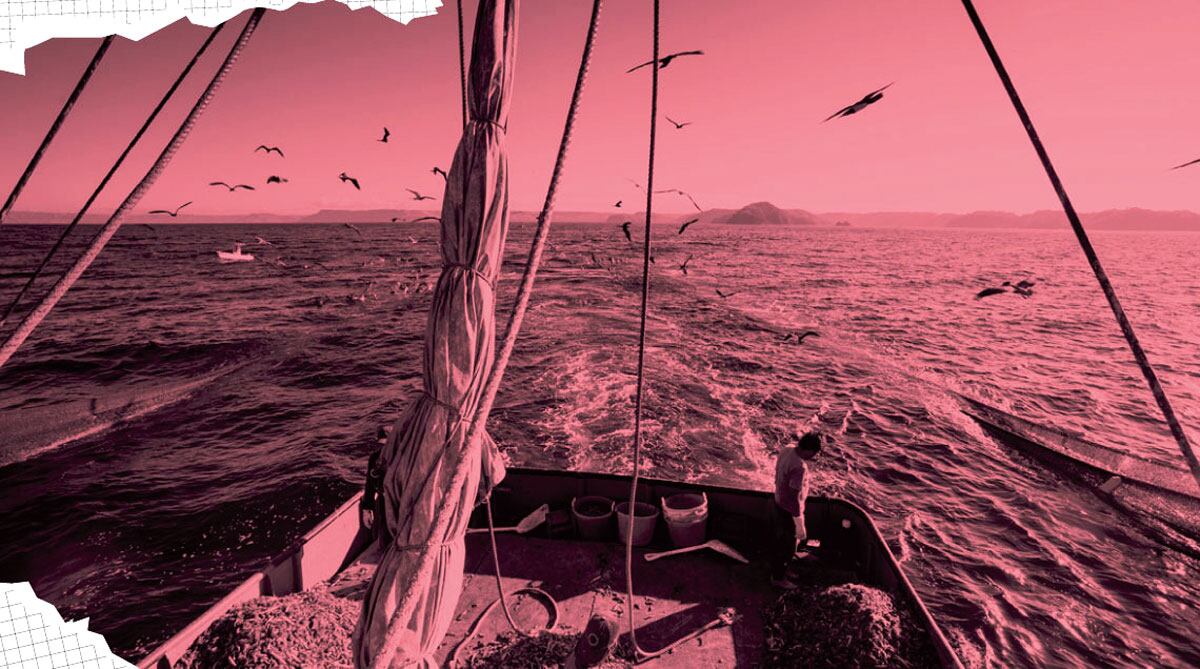 La pesca de arrastre, promovida en el estudio por Incopesca, ha generado críticas de sectores ambientalistas por el daño indirecto a otras especies marinas. Fotografía: Cortesía de MarViva