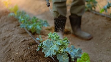 La metáfora engañosa de los plaguicidas como ‘medicinas’