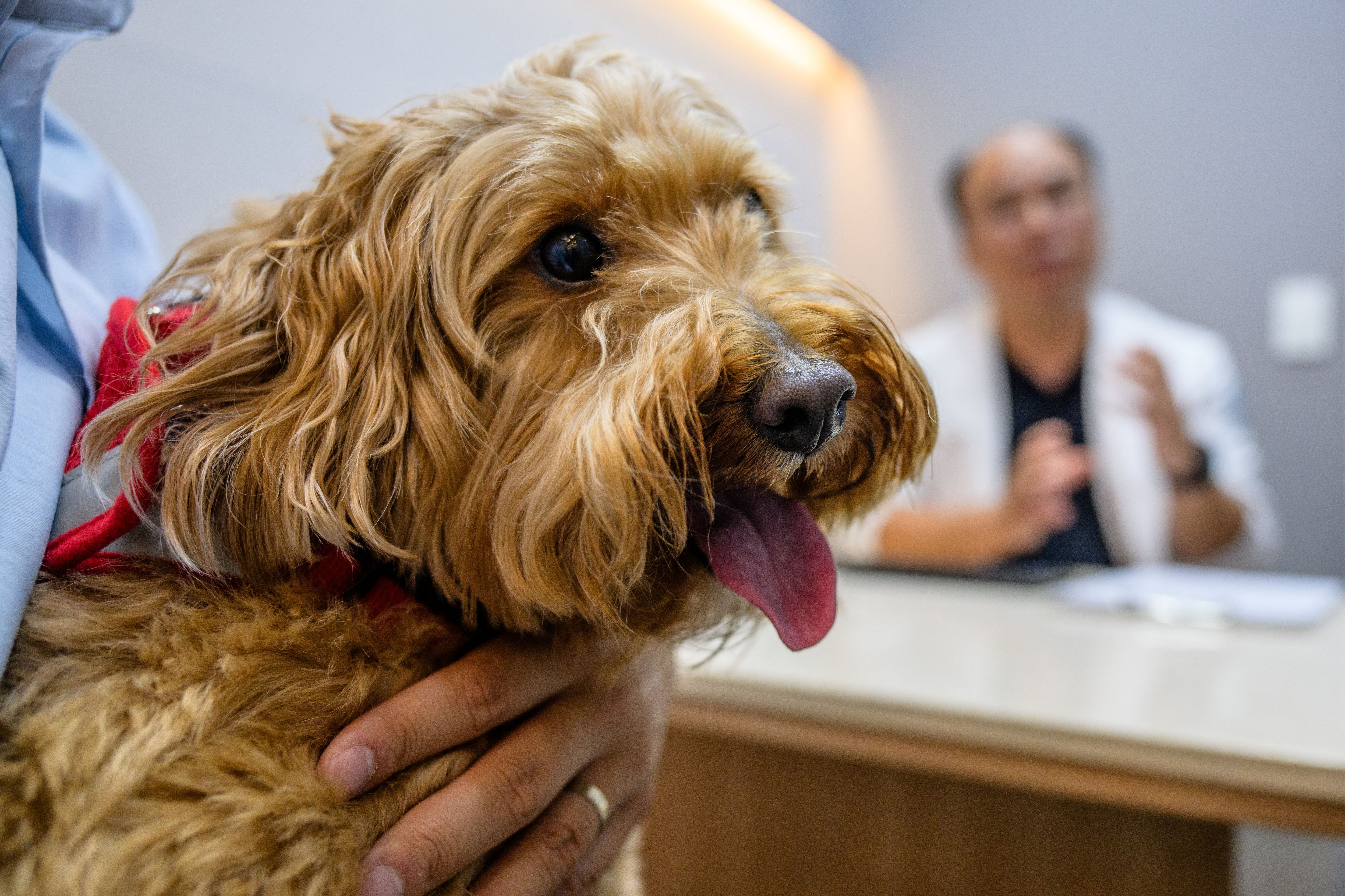 La IA en Corea del Sur mejora diagnósticos veterinarios y amplía la atención de mascotas en un mercado en crecimiento.