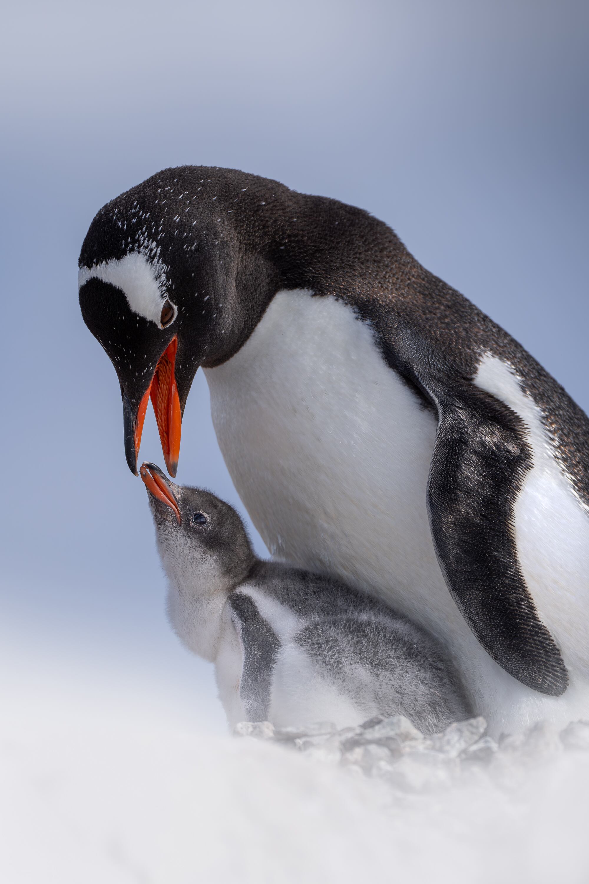 Con una visión innovadora, ha enfrentado retos como la pandemia para mantener vivo su proyecto y su comunidad.