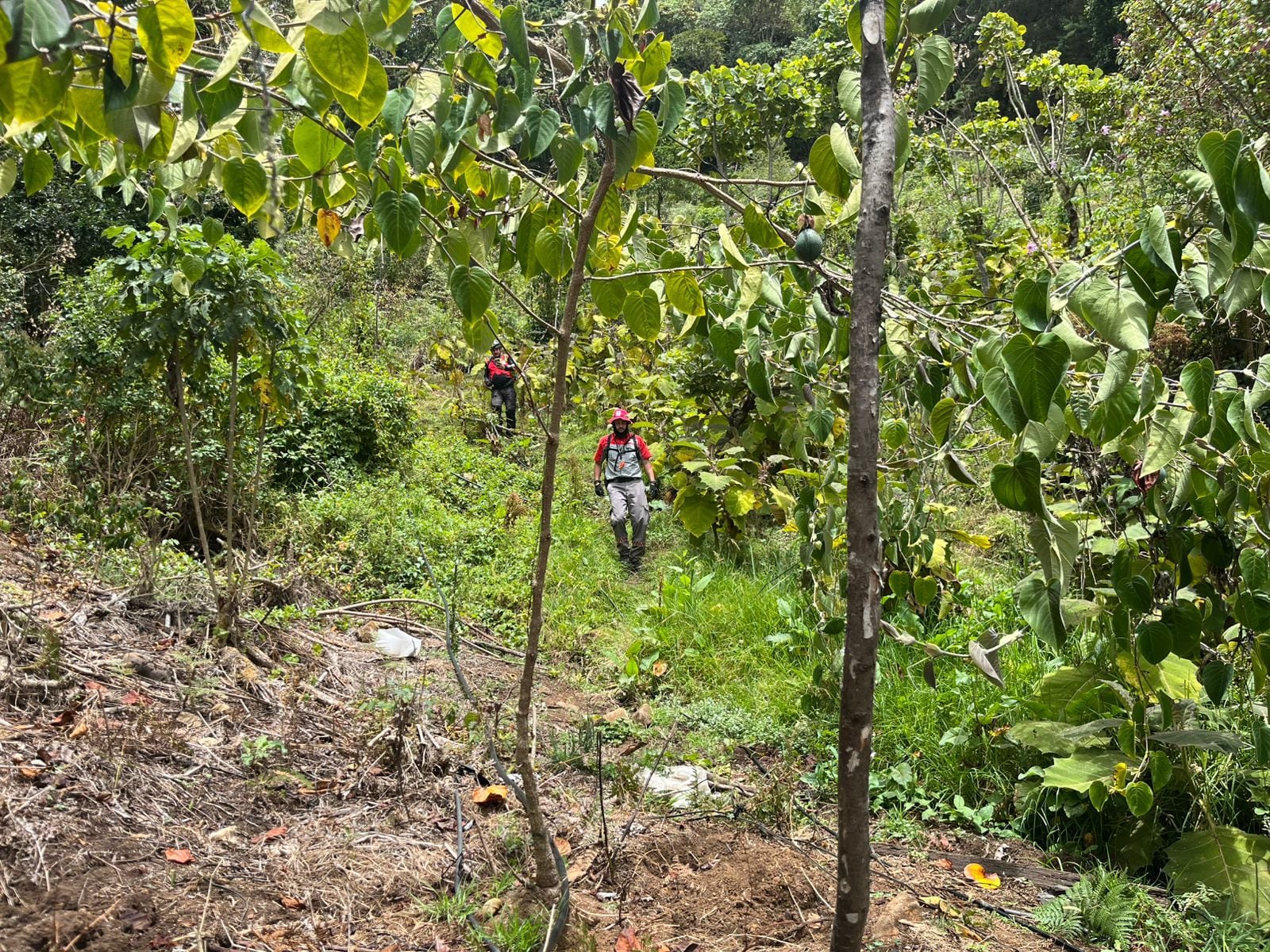 Cruz Roja busca a menor desaparecido en Dota.