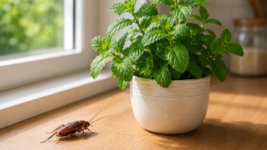 5 plantas que ayudan a ahuyentar las cucarachas: fáciles de cuidar y muy efectivas