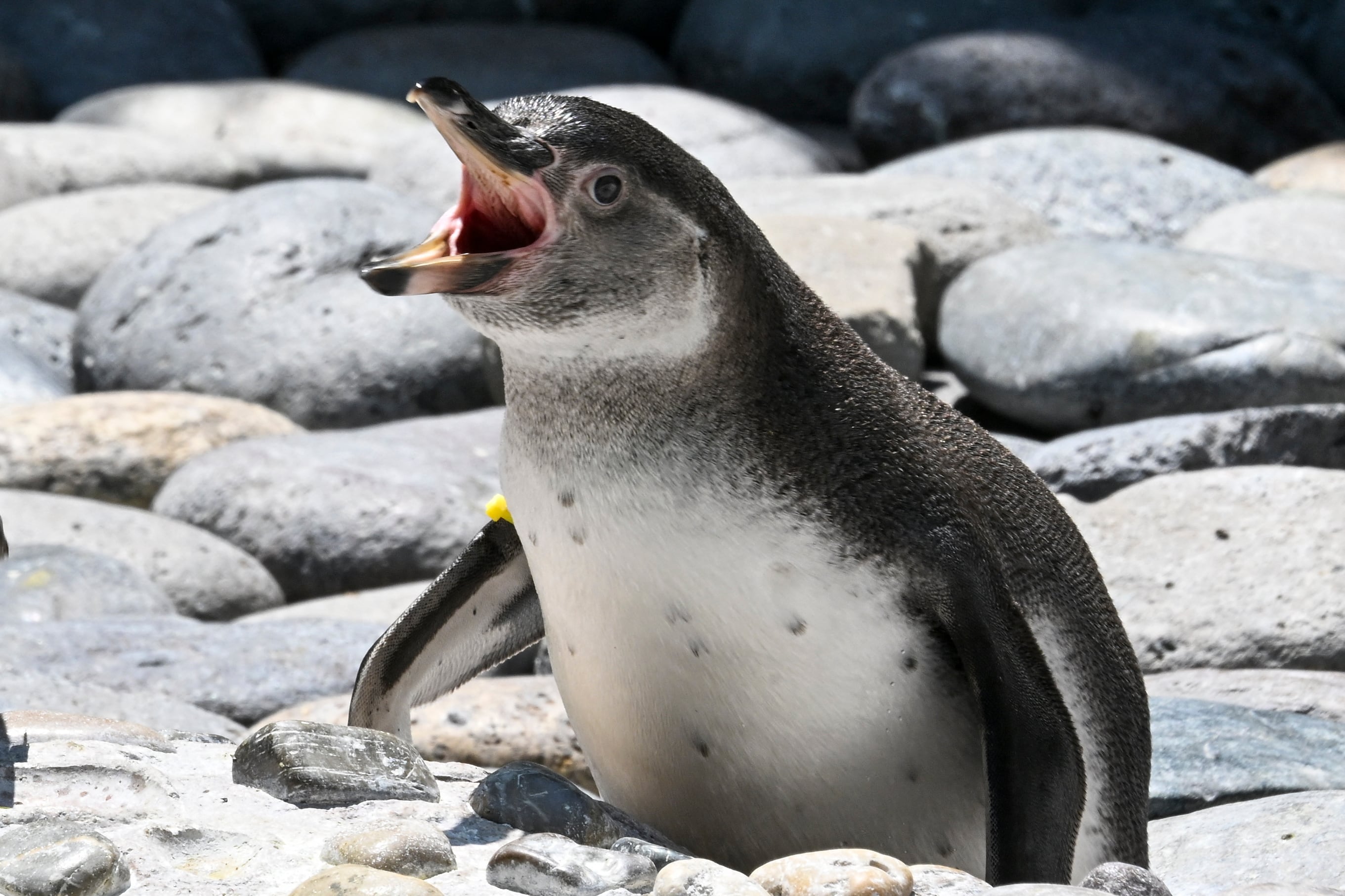 Pingüinos del Zoológico La Aurora, Guatemala