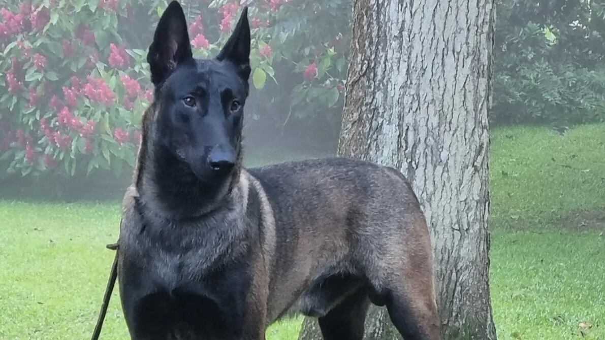 Si hay alguien en Costa Rica que puede decir con orgullo que ha dedicado su vida a los perros policía, es José Castillo Rodríguez. Castillo es el fundador de UTAC-K9, la Unidad Táctica K9, una empresa especializada en el adiestramiento de perros para varios tipos de trabajos de seguridad