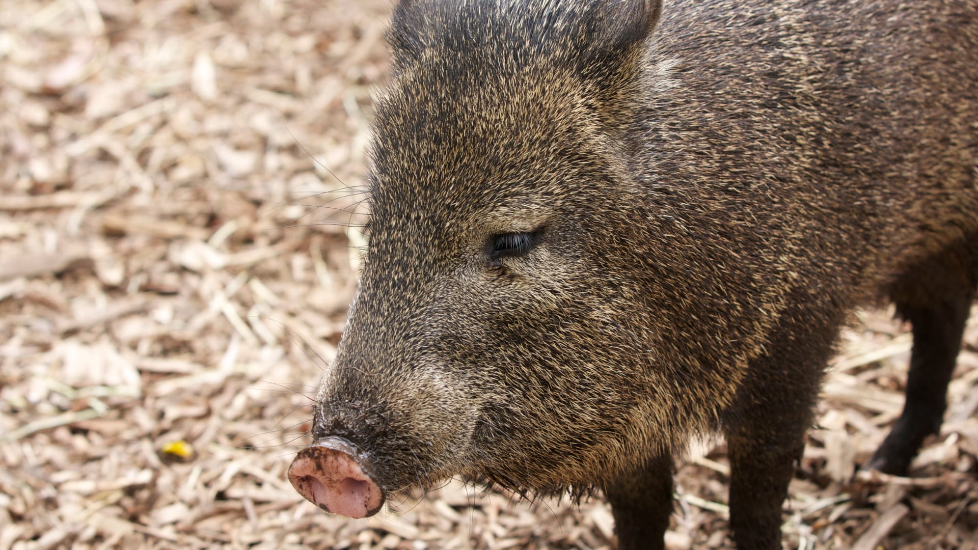 Investigadores documentaron al animal en marzo de 2025 y evalúan si hubo liberación o escape ilegal.
