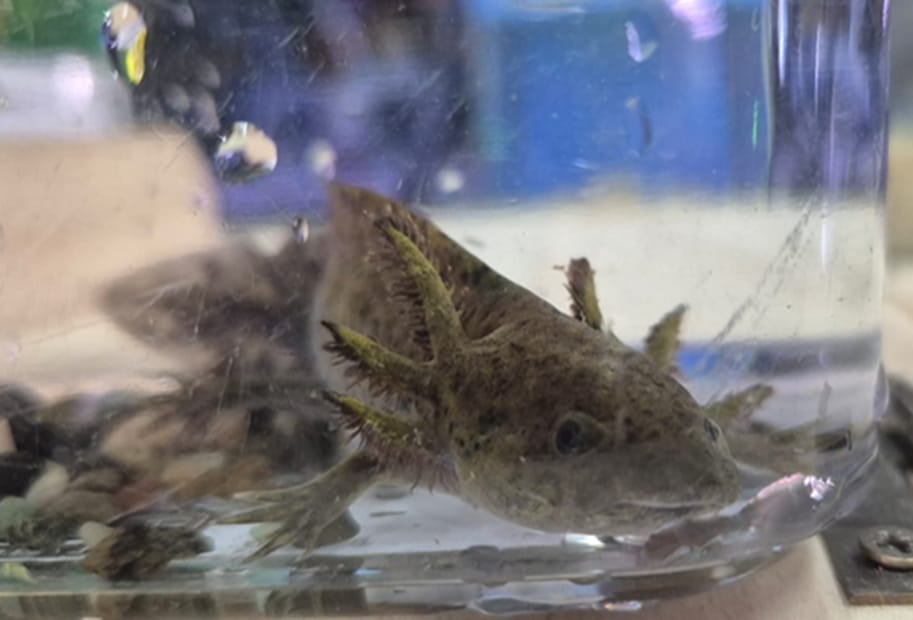 Este ajolote, una salamandra en peligro de extinción, estaba un frasco, lista para su venta en Coronado.