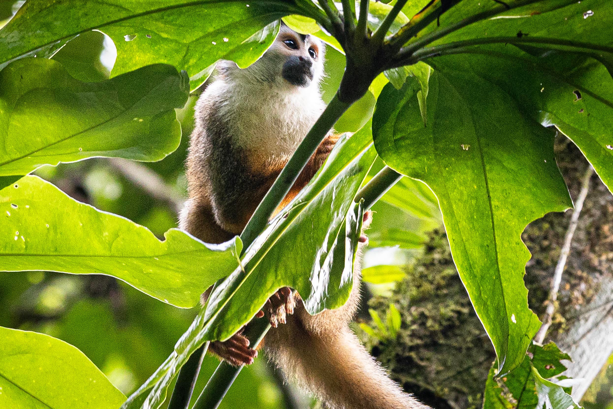 Parque Nacional Corcovado