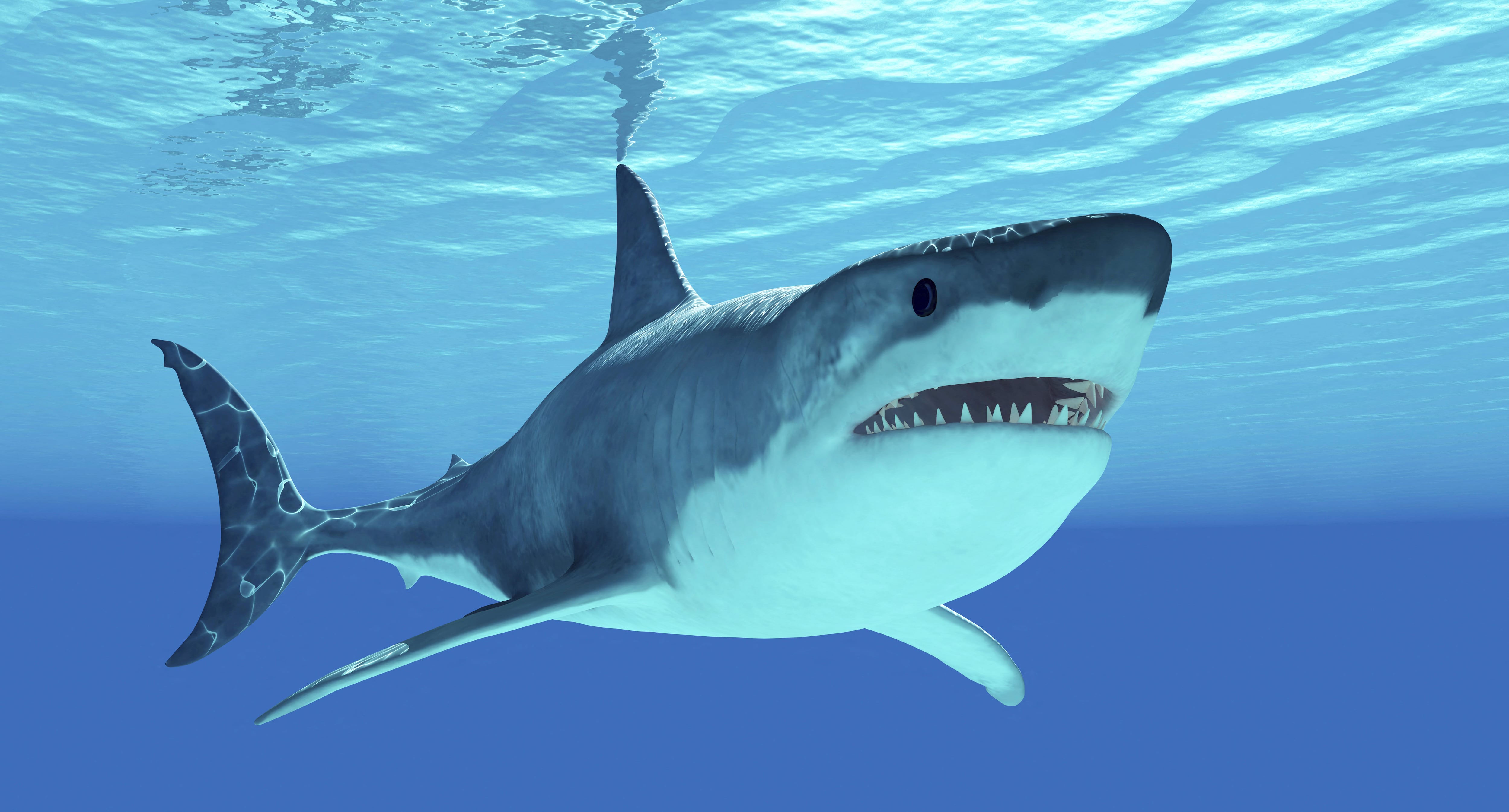 Ilustración de un tiburón blanco. El gran tiburón blanco es un depredador tope que puede superar los 8 metros de longitud y vivir 70 años o más. (Foto de Corey Ford / StockTrek Images vía AFP)