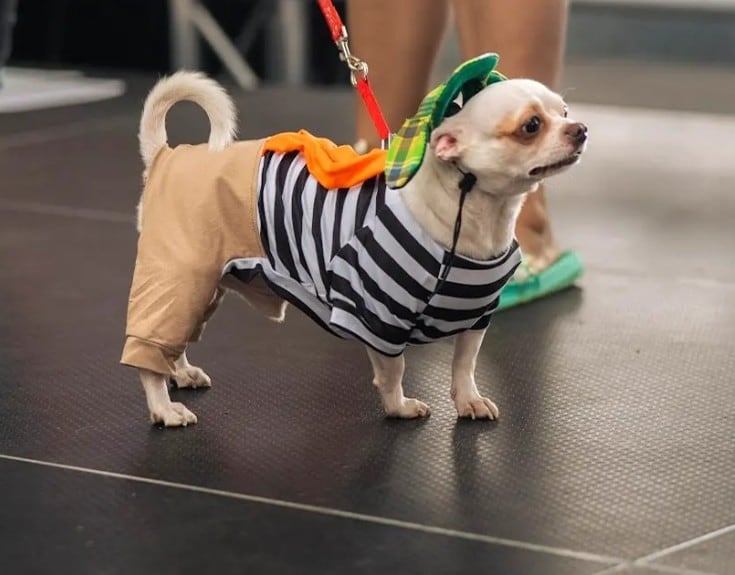 Perros mall oxígeno