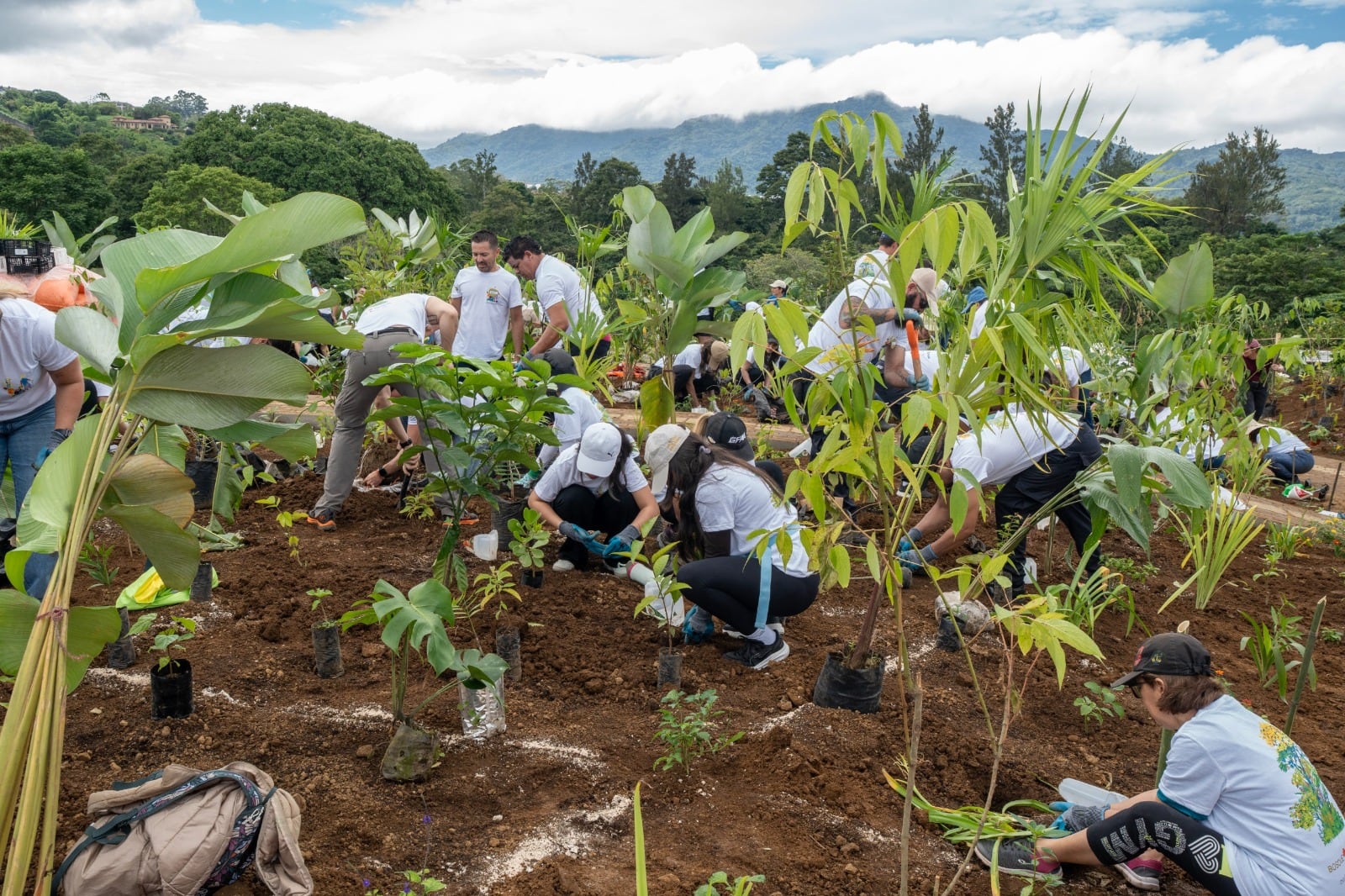 El bosque de bolsillo está compuesto de especies nativas.