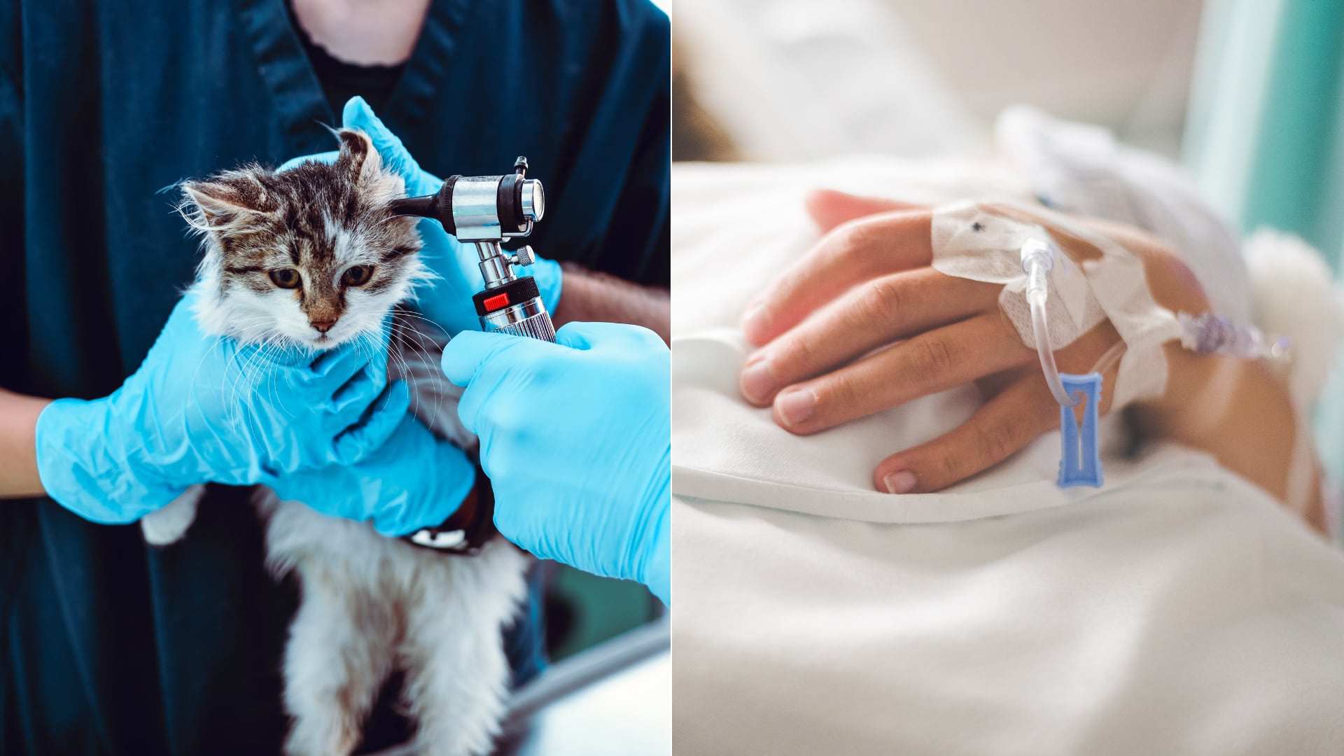 Autoridades uruguayas activaron alertas tras detectar un hongo transmitido por gatos que puede causar infecciones graves.