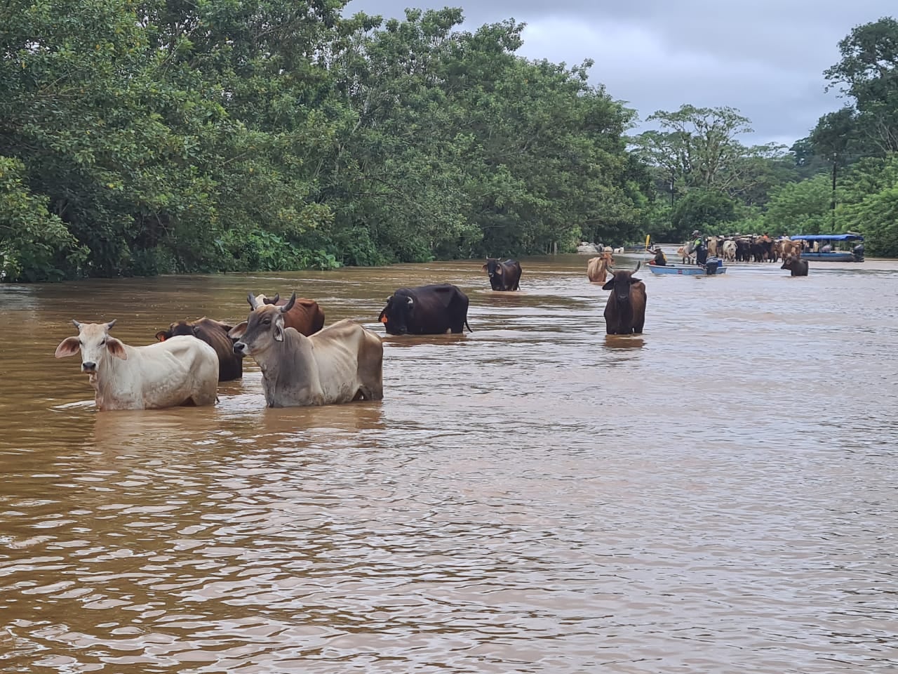 Ganado afectado por lluvias