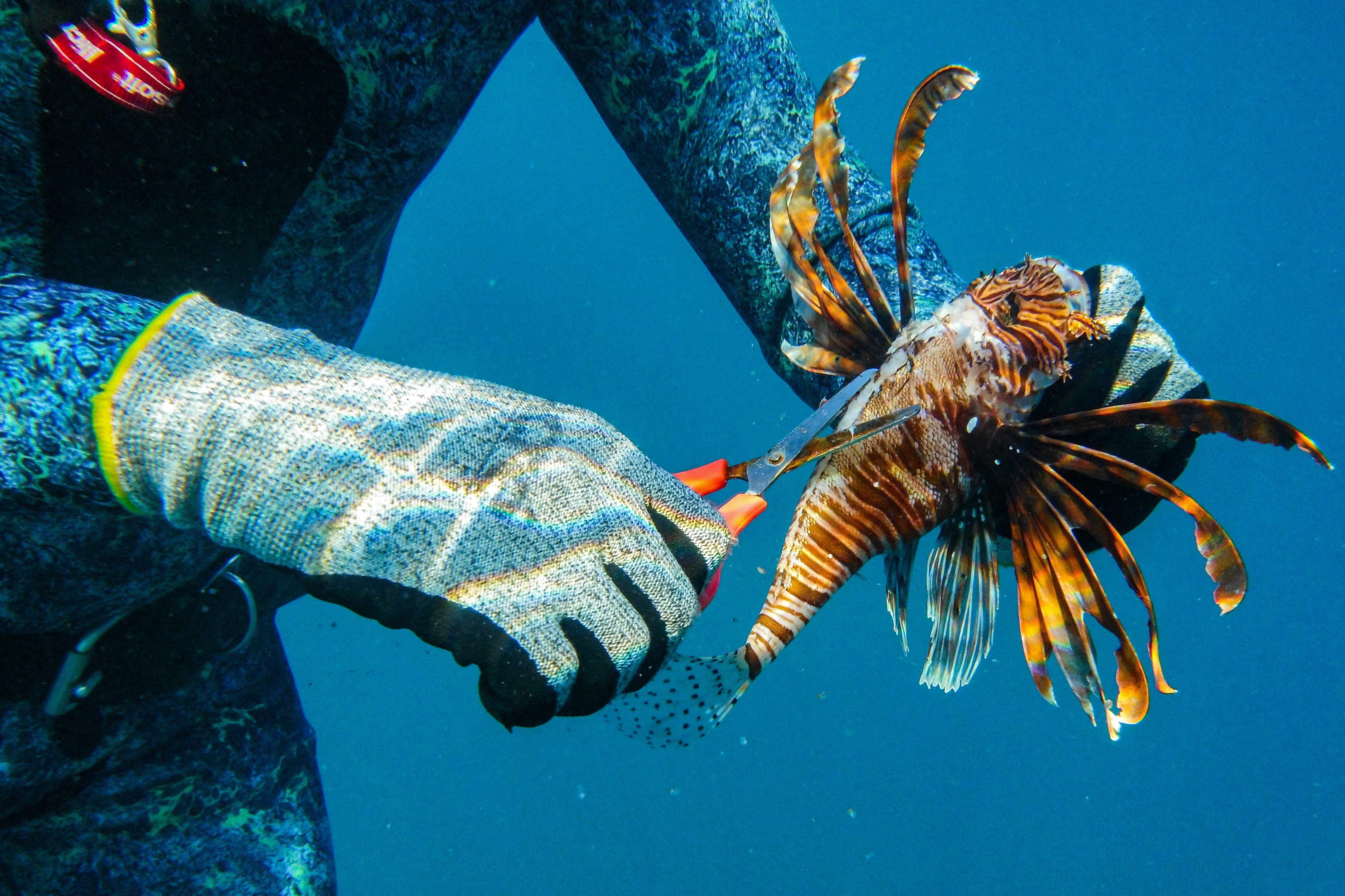 (FILES) A freediver cuts the spines off a caught lionfish (Pterois miles), typically native to Indo-Pacific waters and currently invading the eastern Mediteranean sea, near the surface underwater off the shore of Lebanon's northern coastal city of Qalamun on August 11, 2021. Encouraged by increasingly warm waters, hundreds of species native to the Red Sea have, over the years, invaded the eastern Mediterranean via the Suez Canal, disrupting ecosystems, according to scientists. (Photo by IBRAHIM CHALHOUB / AFP)