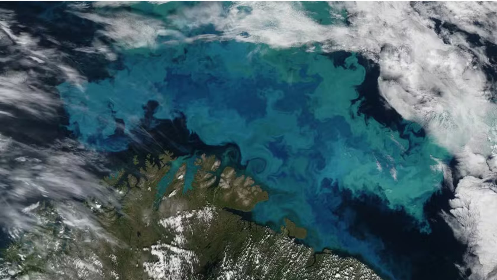 Un estudio advierte que el fitoplancton podría estar disminuyendo en los océanos por efecto del calentamiento global.