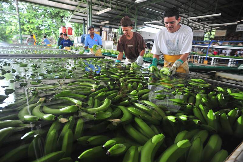 Finca La Estrella en San Alberto de Siquirres. Las menores ventas de la fruta a Estados Unidos explican en parte la baja de 12% en las exportaciones de productos a ese país. | JORGE CASTILLO/ARCHIVO