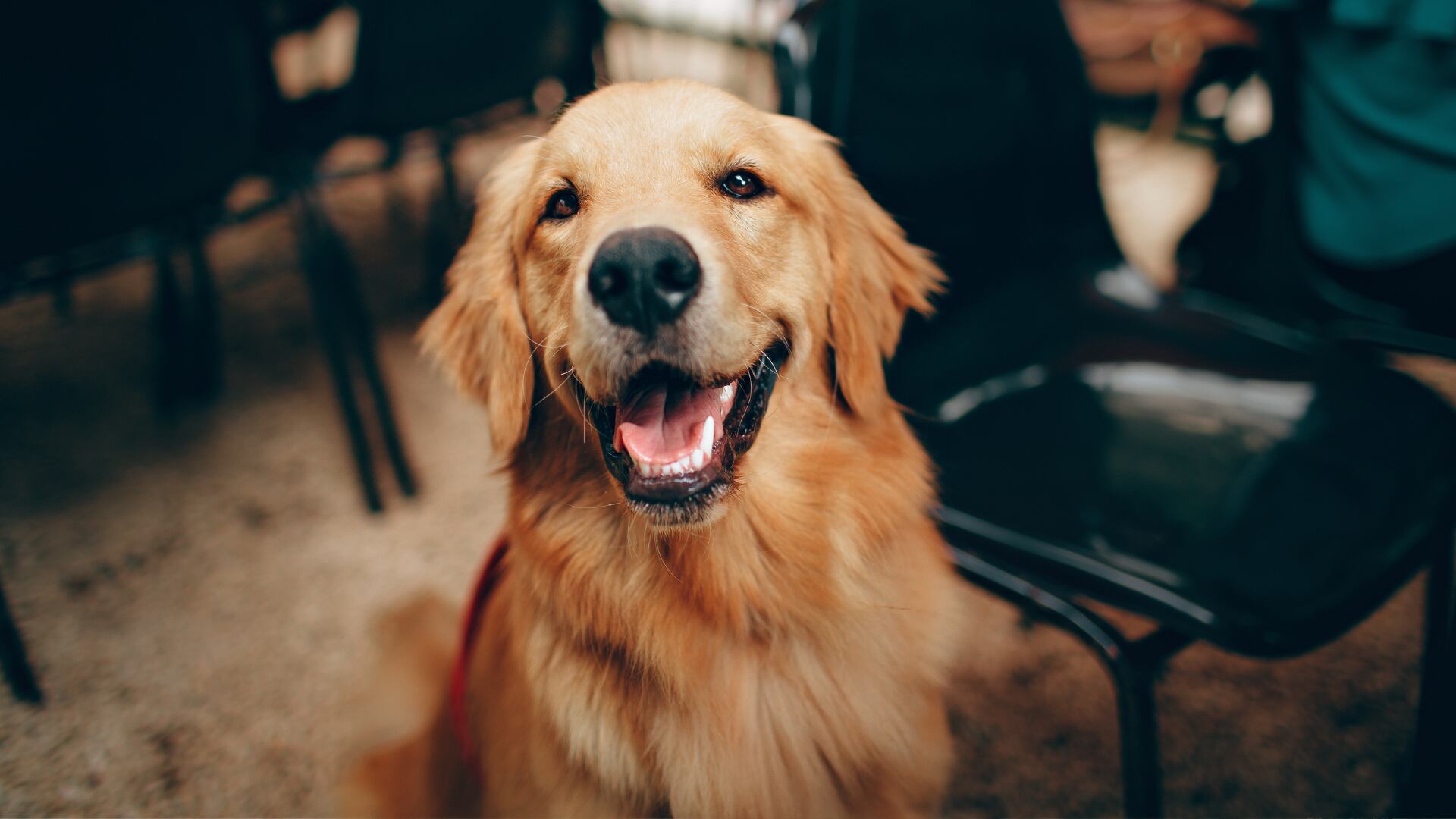 Científicos descubren 12 genes en golden retrievers que también afectan la ansiedad, depresión e inteligencia en los humanos