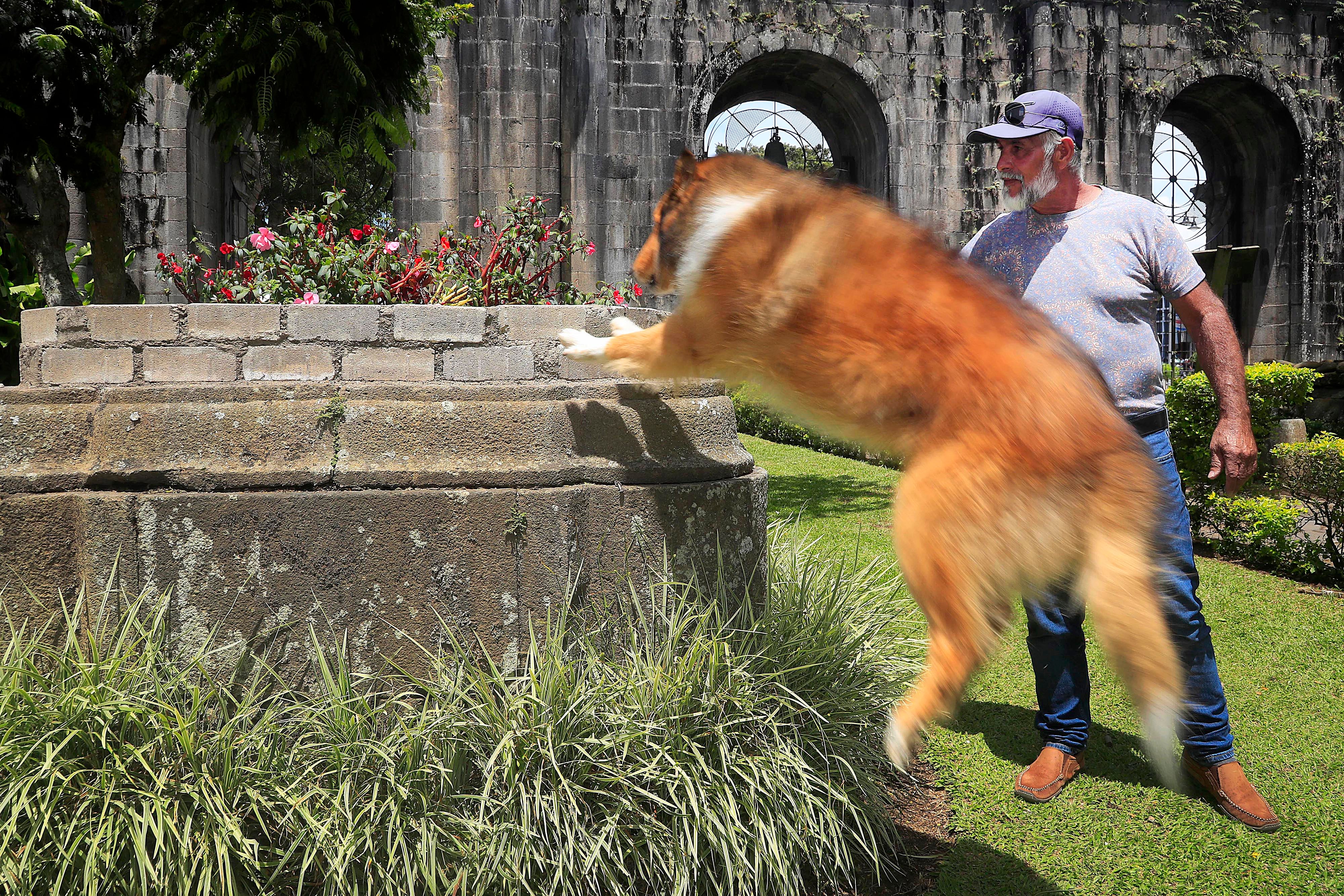 18/09/2023 Cartago. Theo es un perro de la raza collie de pelo largo, dócil y amigable, entrenado para subirse en mojones, ventanas y maceteras y quedarse ahí tan quieto como para posar con niños y adultos, e incluso dejarse acariciar por cualquier persona, como lo demostró este viernes al frente y en los jardines internos de las Ruinas de Santiago Apóstol.