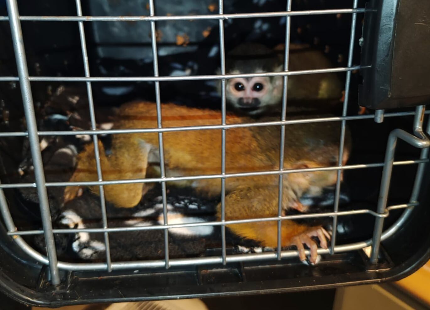 Monos ardilla rescatados