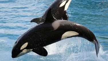 La competencia entre orcas madres e hijas explicaría su menopausia