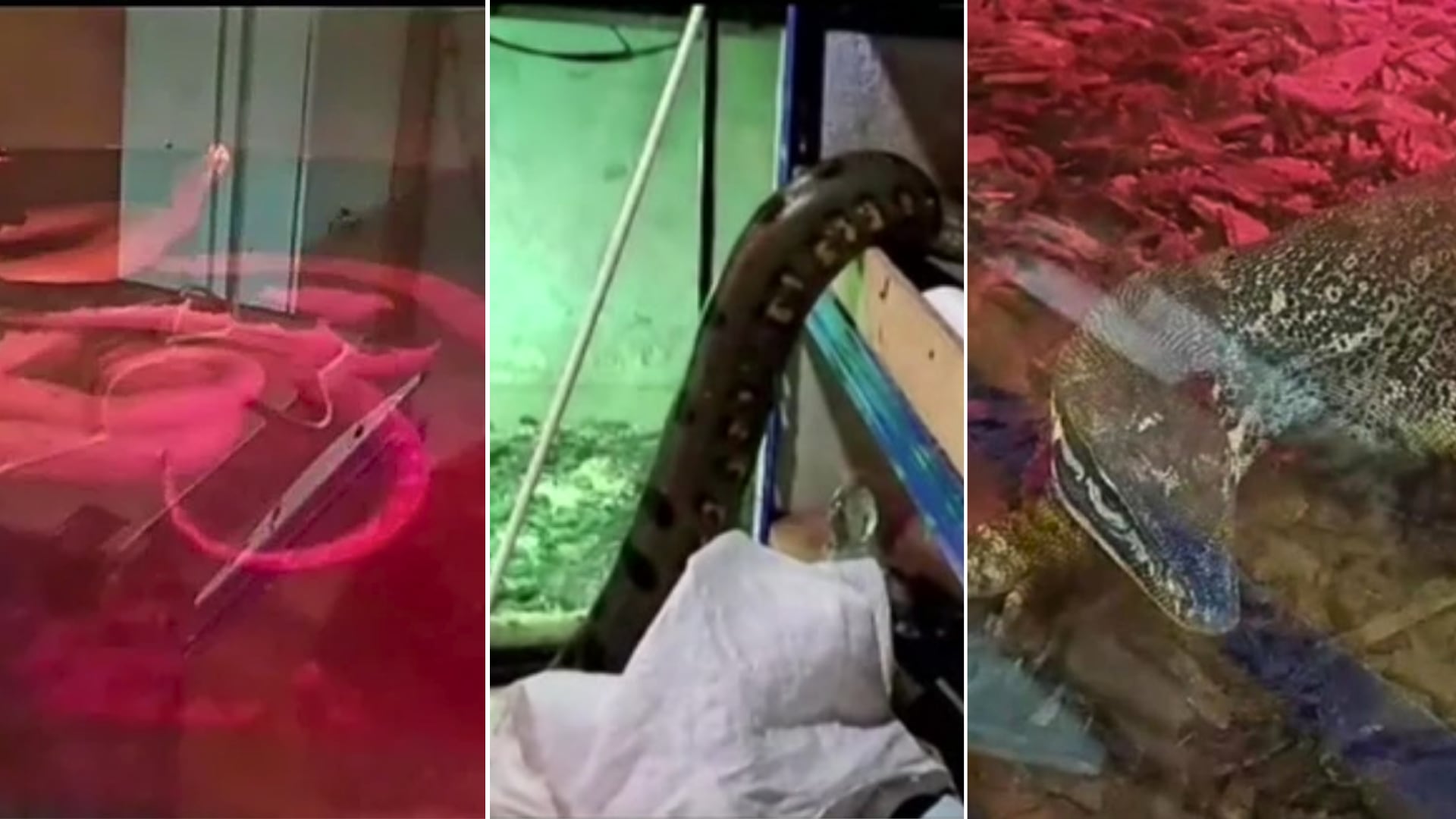 Operativo en Bari revela reptiles ocultos en un apartamento. Policía alerta sobre uso de estos animales para intimidar.