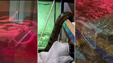 Serpentario clandestino es descubierto en sótano de edificio con anacondas de 5 metros, boas y caimanes: vea el video