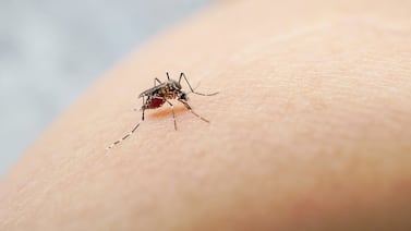 Científicos revelan que la malaria influyó en dónde vivieron los humanos durante 74.000 años en África