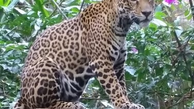 Falsos jaguares