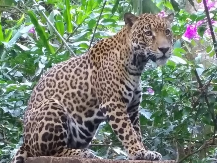 Guapo, el jaguar de Rescate Animal Zoo Ave. Foto cortesía Ronald Sibaja.